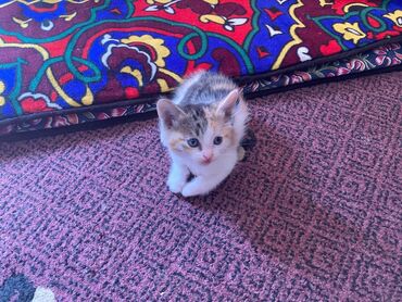 шотландские кот: Скотиш Страйт (Шотландская прямоухая), 1 месяц, Девочка