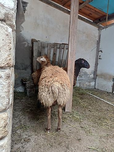 dişi quzu: Dişi, il: 8, 45 kq, Damazlıq, Ödənişli çatdırılma — 8