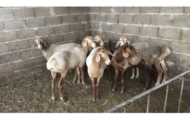 Бараны, овцы: Продаю | Овца (самка), Ягненок, Баран (самец) | Гиссарская, Арашан | На забой, Для разведения, Для шерсти