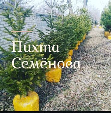 Декоративные деревья: Саженцы деревьев: Туи — 17