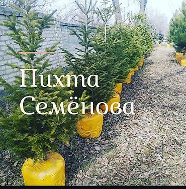 Other decorative tree saplings: Пихта семёнова 6м. Пихта ещё есть от 1 метра до 5метров заказывайте — 10