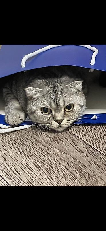 комару кот порода: Шотландская вислоухая кошка (Scottish Fold), окрас серебристый табби — 1