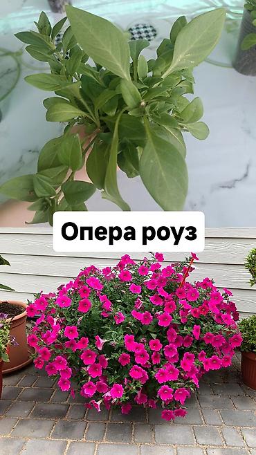 Другие садовые цветы и кустарники: Самовывоз — 6