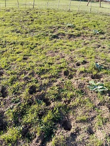 sefali mtk: 29 sot, Tikinti, Mülkiyyətçi, Kupça (Çıxarış) — 4