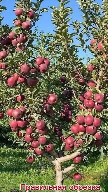 Спил деревьев, заготовка дров: Профессиональная обрезка плодовых деревьев Услуга сезонной и — 3