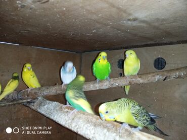 Tutuquşları: Valnisti papuqaylar satilir tutuquşular coxdu renbow var onun qiyməti — 6