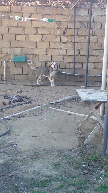 собак в добрые руки: Хаски, 8 месяцев, Самец, С прививками, Самовывоз at lalafo.az собак в добрые руки: Хаски, 8 месяцев, Самец, С прививками, Самовывоз