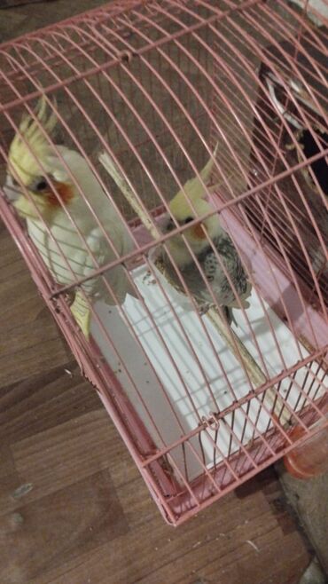 попугай жако купить в баку: Nişanlı nimfa tutuquşuları (Cockatiel) – 2 ədəd - Rənglər: krem/sarı