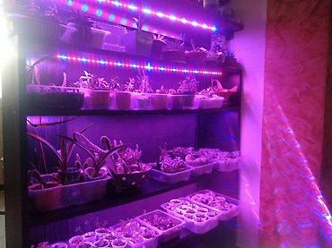 retro luster: GROW LED TRAKA ZA RAST BILJAKA 3:1 5050 DIODE 12V | *Brojni — 6