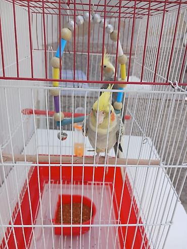 korella satışı: Erkey disidi satmaq meqsedim ölkeden gedirem baxan olmayacaq qefes — 2
