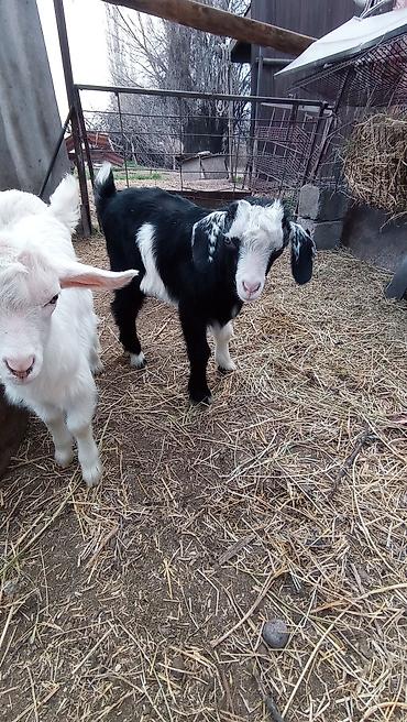 Козы, козлы: Продаю | Козлёнок | Для разведения at lalafo.kg — 9 Козы, козлы: Продаю | Козлёнок | Для разведения — 9