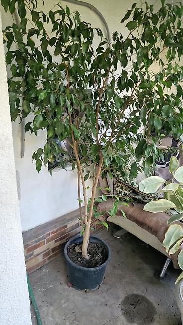 черный принц фикус: Продам фикус — 1