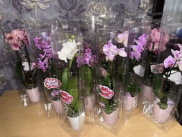 Орхидеи: Орхидея оптом и в розницу принимаем корпоративные заказы !!! Г at lalafo.kg — 3 Орхидеи: Орхидея оптом и в розницу принимаем корпоративные заказы !!! Г — 3