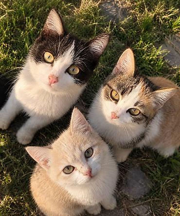 где купить кошку в бишкеке: 🐱 Отдам 3 котят в добрые руки! ❤️ У нас во дворе живут три милых — 1
