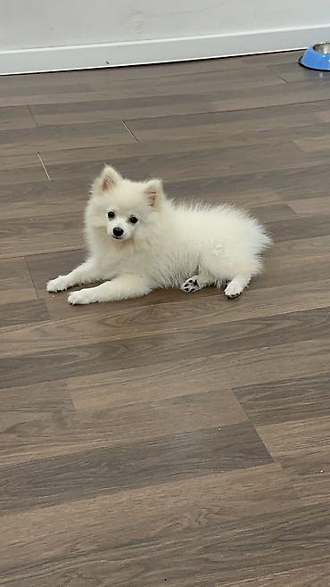 pomeranian: Şpitz, 3 ay, Erkək, Peyvəndli, Ünvandan götürmə, Pulsuz çatdırılma, Ödənişli çatdırılma — 2
