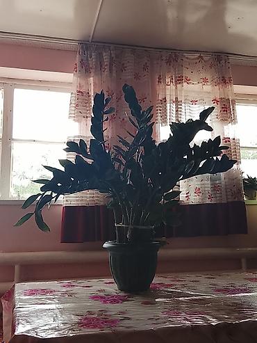 цветы доллар: Самовывоз — 3