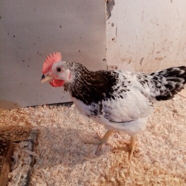 Toyuqlar: F6-serebrist cücələr satılır vitamin və dərmanlar verilib tam sağlam -da lalafo.az — 14 Toyuqlar: F6-serebrist cücələr satılır vitamin və dərmanlar verilib tam sağlam — 14