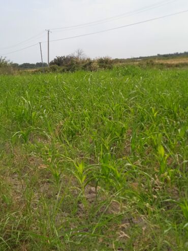 Torpaq sahələrinin satışı: 36 sot, Kənd təsərrüfatı, Kupça (Çıxarış) — 25