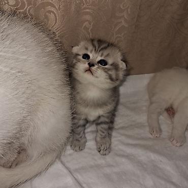 Pişiklər: Şinşilla, Dişi -da lalafo.az — 7 Pişiklər: Şinşilla, Dişi — 7