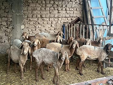 гиссарские матки: Продаю | Овца (самка) | Для разведения — 3