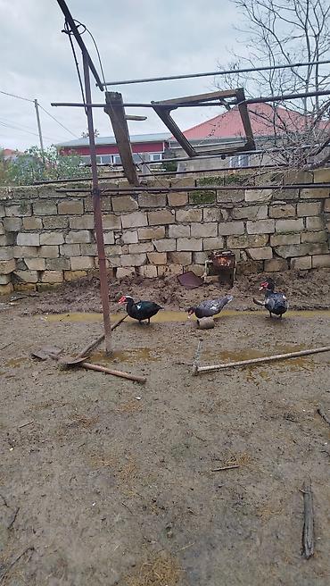 sevgi qusu: 6 aylıq cins lal ördəklər xalis əti azi 4kq ancaq xoruz satılır — 3