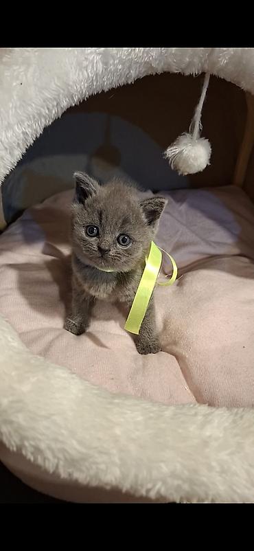 lalafo pişik: Britan, Erkək, Ödənişli çatdırılma — 2