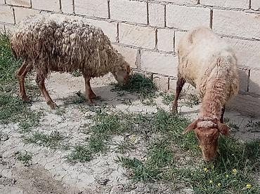 Qoyunlar, qoçlar: 2 dənə qoyun biri 160 manat — 2