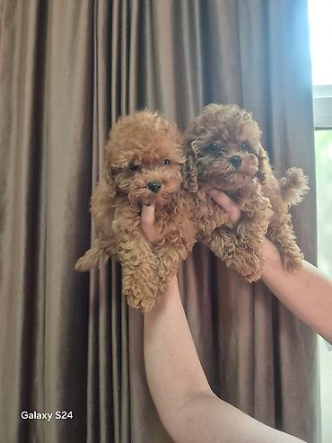 minyatür poodle: Pudel, 3 ay, Dişi, Peyvəndli, Ödənişli çatdırılma — 7