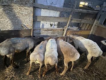 Продам с/х животных: Продаю | Баран (самец) | На забой — 1