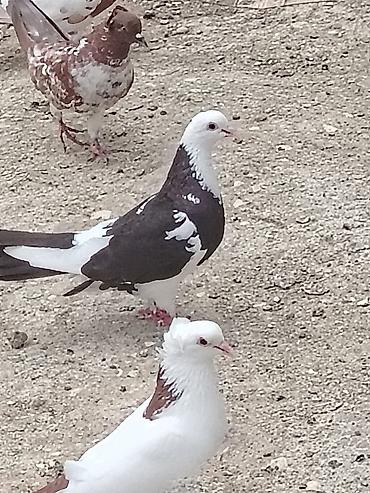 göyərçin satışı: Salam mayadi 1ilden coxdu mendedi kukla kimi mayadi quş coxdue deye — 3