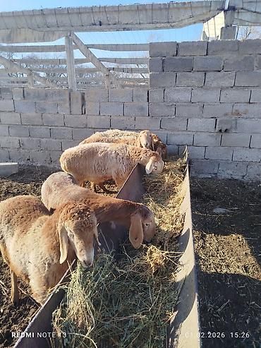 Баран, овца: Продаю | Овца (самка) | Эдильбаевская | Для разведения at lalafo.kg — 2 Баран, овца: Продаю | Овца (самка) | Эдильбаевская | Для разведения — 2