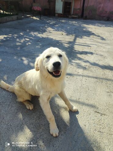 itdər: Retriever, 8 ay, Erkek, Ünvandan götürmə, Ödənişli çatdırılma