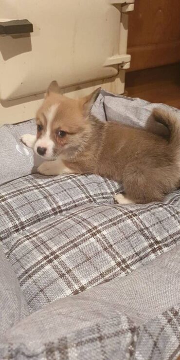 Αξιολάτρευτα κουτάβια Pembroke Welsh Corgi για δωρεάν υιοθεσία