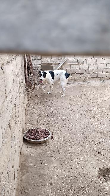 pidbul balasi: Erkek 2 yaş dişi 10 ay ideal axranliqlari var Cox iri cusseli — 1