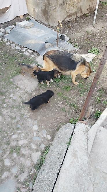 Продажа собак: Щенки немецкой овчарки - Порода: немецкая овчарка, классический — 6