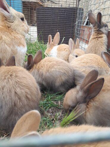 şirin dovşan şəkilləri: Salam 6 ədəd bala dovşan 36 gunlukdulər
hamsın alana 1i 5manatdan