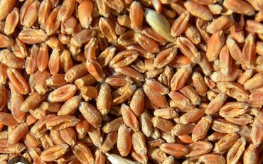 корма для индюшат: Продаю пшеницу в мешках и россыпью город Кара Балта
