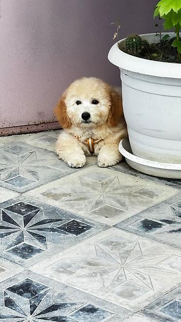 Pudel, 3 ay, Erkək, Ünvandan götürmə lalafo.az -da Pudel, 3 ay, Erkək, Ünvandan götürmə