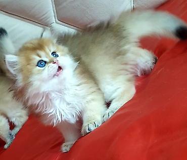 Pişiklər: Britan — 4