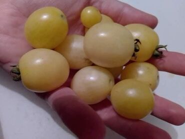 Povrće, voće: Seme domaćih sorti paradajza Opis: - Raznovrsne stare i egzotične — 5