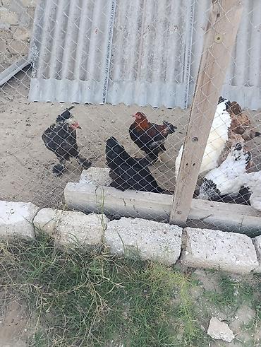 mayalı yumurta satışı: Brahmalar Ağ xoruz 100 manat Light xoruz 50 man Fərələr 40 man hamısı — 7