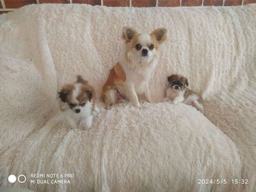 Собаки: Чихуахуа, 2 месяца, Самка, Самовывоз