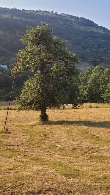 Torpaq sahələrinin satışı: Lerik rayonu Vizəzəmin kəndi ərazisində yerləşən ərazini tədqim — 6