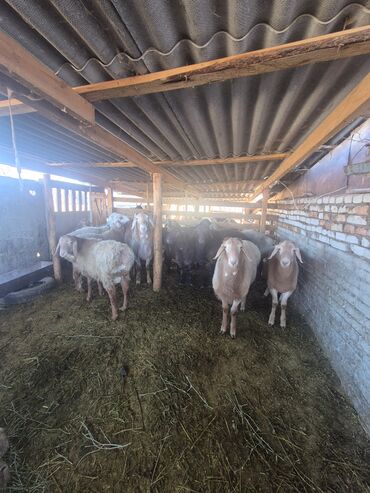 Бараны, овцы: Продаю | Баран (самец) | Арашан | Для разведения | Осеменитель — 10