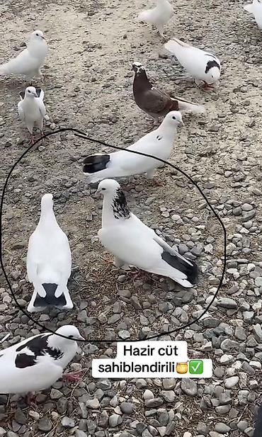 qaz ve ordek satisi: Salam hazir cüt heyvanlardi tam sağlam pörka maya göy əbrəşboyun şeyka — 4