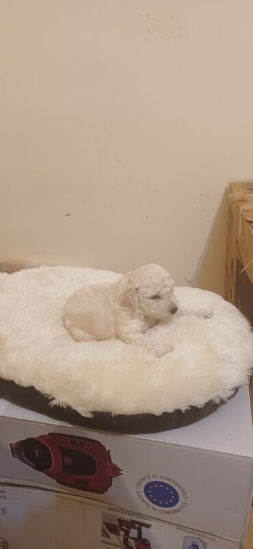 İtlər: Pudel, Dişi, Peyvəndli, Ödənişli çatdırılma — 1