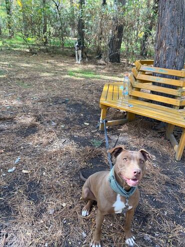 акустические системы newrixing колонка в виде собак: Продаю питбуль красный нос девочка добрая,послушная собачка. продаю