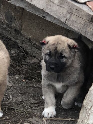 İtlər: Qurdbasar, 1 ay, Erkek — 6