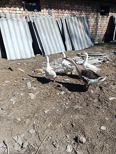 щенки немецкий овчарки: Гуси, молодое племенное семейство - Породы/окрасы: серо-коричневый — 3