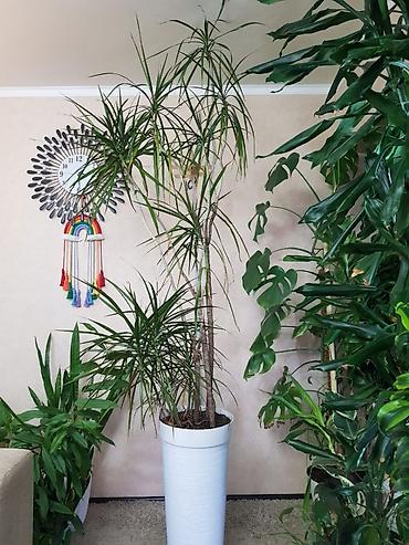 Монстеры: Продаются комнатные растения. Выращенные в домашних условиях и — 14